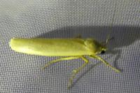 Manulea pseudocomplana
