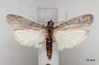Cadra figulilella