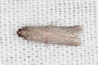 Cadra figulilella
