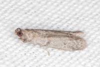 Cadra figulilella