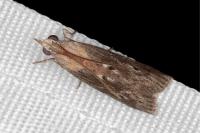 Epischnia asteris
