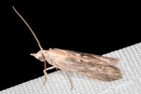 Epischnia asteris