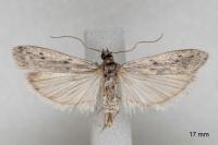 Phycitodes albatella