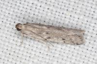 Phycitodes albatella
