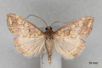 Evergestis dumerlei