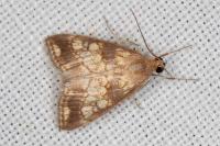 Evergestis dumerlei