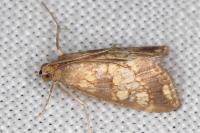 Evergestis dumerlei