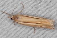 Ancylolomia tentaculella