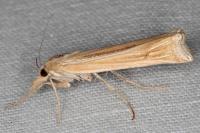 Ancylolomia tentaculella