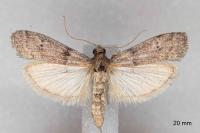 Cadra furcatella