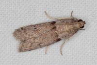 Cadra furcatella