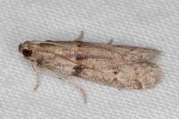 Cadra furcatella