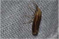 Agriphila tristella