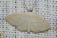 Scopula immutata
