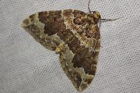 Lampropteryx suffumata