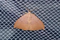 Watsonalla uncinula