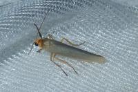 Eilema caniola