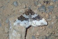 Epirrhoe galiata