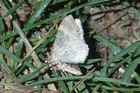 Epirrhoe galiata
