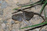 Eupithecia pusillata