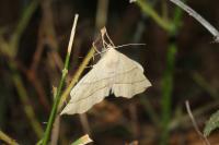 Gerinia honoraria