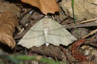 Gerinia honoraria