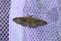Idaea degeneraria