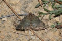 Larentia malvata
