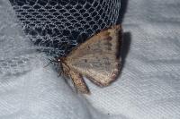 Larentia malvata