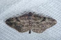Peribatodes rhomboidaria rhomboidaria