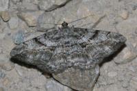 Peribatodes rhomboidaria rhomboidaria