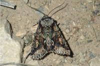 Allophyes oxyacanthae