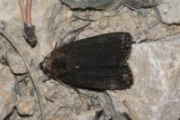 Amphipyra livida