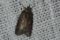 Nycteola siculana/revayana