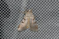 Eugnorisma glareosa
