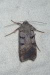 Eugnorisma glareosa