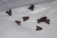 Trigonophora flammea