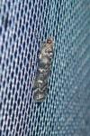 Dioryctria