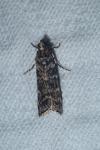 Dioryctria