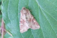 Apamea sordens