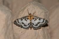 Anania hortulata