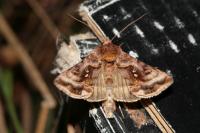 Autographa jota