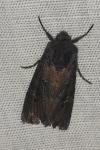 Aporophyla nigra