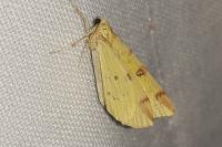 Opisthograptis luteolata