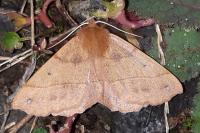 Colotois pennaria