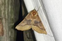 Crocallis tusciaria