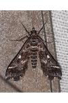 Diasemiopsis ramburialis