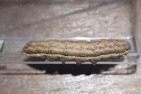 Lacanobia oleracea