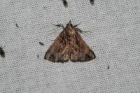 Hypena crassalis