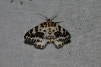 Abraxas grossulariata